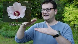 My Favourite Plant - Hibiscus flowers w/ Argyris Zardilis 🌺 #shorts