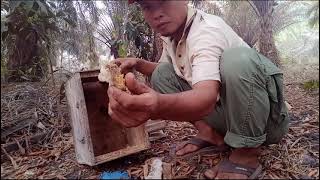 Akibat jebakan lebah jarang di pantau, Ini solusinya. Cara Budidaya Lebah Apis Cerana #lebahmadu