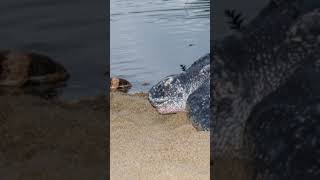 Sea Turtle Nesting Season Begins in Florida