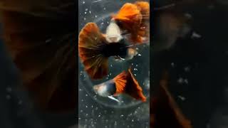 hb red rose tail #guppyfish #pets #farm #water