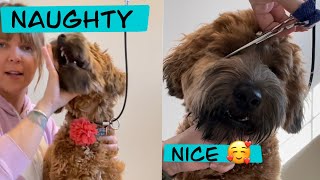 How to hold your dogs face for grooming | Mabel the Whoodle | Grooming Mabel