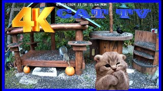 Cat TV Dog TV 4k Chipmunks , Squirrels and Birds #cattv #squirrel #dogtv