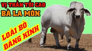 LOÀI BÒ ĐÁNG KÍNH NHẤT, ĐƯỢC ĐẶT TÊN THEO 1 VỊ THẦN | NÔNG LÂM