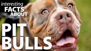 Interesting Facts about Pit Bulls