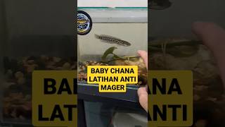 LATIH IKAN CHANA ANTI MAGER2 #chana #ikan #ikanhias #ikanpredator #ikanchana #ikancupang #louhan