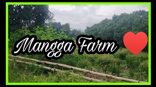 VISIT SA MANGGO FARM