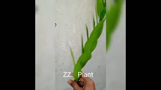 3.   Indoor Plants