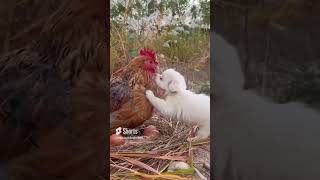 🤭An "Unexpected Bond: Puppy and Rooster's Heartwarming Friendship"#ytshorts #youtube #subscribe#fyp