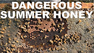 BEEKEEPING: When TOO MUCH Honey Becomes Dangerous