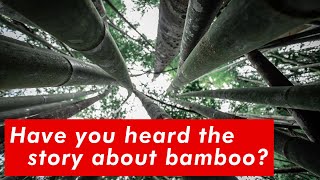 The Wisdom of Bamboo: Lessons for Personal Growth and Success