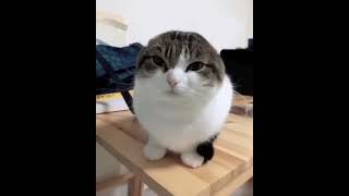 wawa  #shortsvideo #viral #cat #shortsvideo