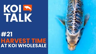 Harvest Time At Koi Wholesale | Koi Talk | Ep #021