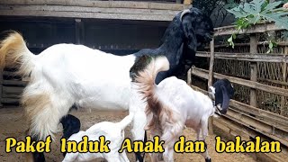 Kambing Kaligesing paket INDUK ANAK dan bakalan jenis p.ettawa ras Kaligesing