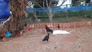 Rooster // Seval for Sale // Kattu Seval Sandai // Sandai Seval // Kozhi Valarppu // Kattu Seval