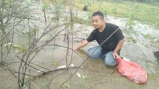 Banjir ikan di sungai waduk gajah mungkur // poll panen ikan