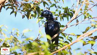 Anambé-preto  (Cephalopterus ornatus)  Amazonian Umbrellabird