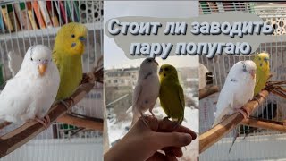 Стоит ли заводить пару попугаю? |volnistiki lifee