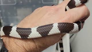 California kingsnake handling