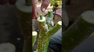 CARA MUDA grafting ADENIUM