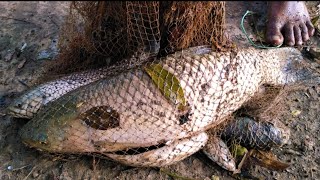 Amazing Cast Net Fishing By Village Pond Fishing | Catching Lots of Big Fish | Most Satisfying video