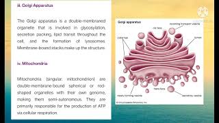 Prokaryotic Cell, Eukaryotic Cell and Cell Organelles