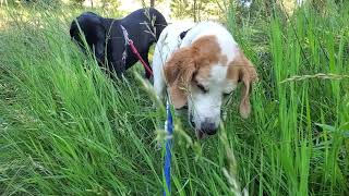 Doggies Eating Grass