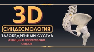 Связки Тазобедренного Сустава - 3D Анатомия