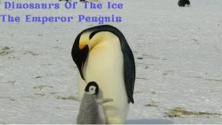 Dinosaurs Of The Ice, The Emperor Penguin