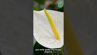 Anthurium Flowers | Varied Colored Anthurium Flowers #anthuriumflower #anthuriums #favoriteanthurium