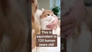 Cats Facts: The Oldest Living Cat is 27 Years Old! #cat #catshorts #catsfacts