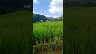 Healing Di Sawah #vina