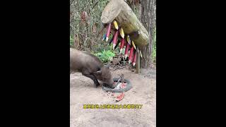 一個人做了一個野豬陷阱，想讓野豬冷卻 #trap #生 #animals #trapanese