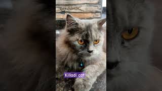 Killadi Cat | Like | Subscribe | Share