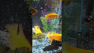 Feeding Exotic Fish