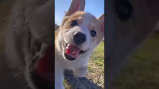 Sweet Dog🥰Cute Reaction☺️