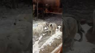 Wolf #shorts #trending #wolf #canada #explore #tiktok #fypシ゚viral #fypシ゚ #video #animals #fyp #