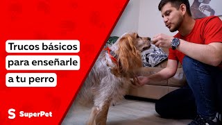 3 Trucos para enseñarle a tu perro