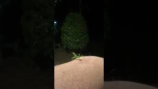 Green Mantis