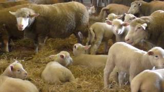 Ferme pédagogique : partage d'expérience avec Carine Thierry (77)