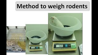 Method to weigh rodents