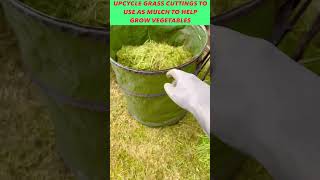 #shorts How to upcycle grass cuttings to grow vegetables