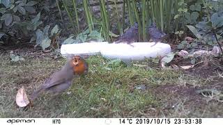 Robin baby having lunch