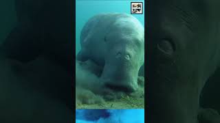 Quick Dugong Facts - The OCEAN Elephant - Animal a Day #shorts #animals