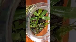 Nepenthes Terrarium #terrarium #decoration