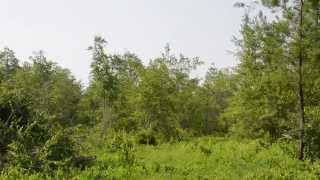 Land Site Preparation For Reforestation, Farming or Pasture Land