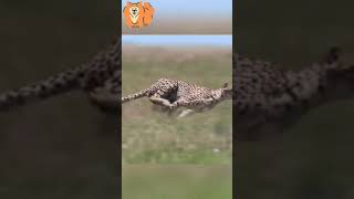 Cheetah Top Speed Hunting - Breathtaking    #Shorts