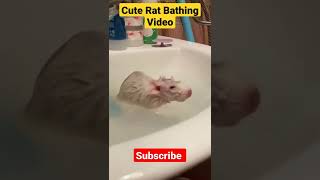 Cute Rat Bathing Video #animals #shorts #reels #youtubeshorts #ytshorts #viral #cute #bathroom #rat