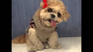 Animal Vines 55 | Funny puppy dog