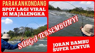 Spot VIRAL di Majalengka Sumedang! PARAKAN KONDANG, Tempat Babon Bersarang Bikin Joran Bergoyang!!