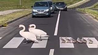 VERY NICE FAMILY OF 🦆GEESE | 👍ANIMALS